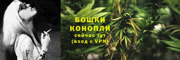 сатива Новодвинск